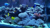 Top Notch Tanks Saltwater Aquarium Services photo 4
