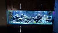 Top Notch Tanks Saltwater Aquarium Services photo 5