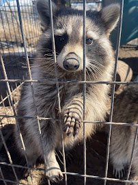 Otters and Others Zoo and Conservation photo 2