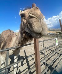 Otters and Others Zoo and Conservation photo 3