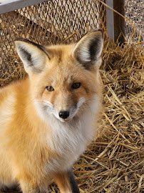 Otters and Others Zoo and Conservation photo 4