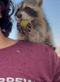 Otters and Others Zoo and Conservation photo 6