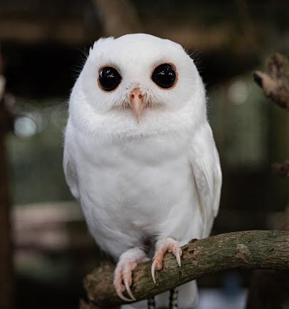 Peace River Wildlife Center-Education Center