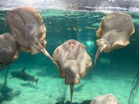 NorCal Aquarium & Wildlife photo 4