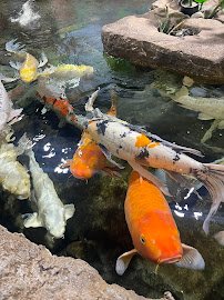 NorCal Aquarium & Wildlife photo 6
