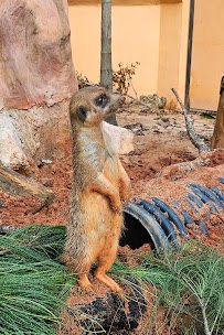 Critter Connection photo 4