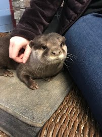 Debbie Dolittle's Petting Zoo photo 4