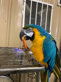 Debbie Dolittle's Petting Zoo photo 5