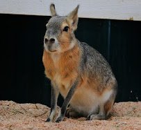Debbie Dolittle's Petting Zoo photo 6