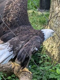 Potter Park Zoo photo 6