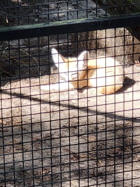 Friends of the Alexandria Zoo photo 4