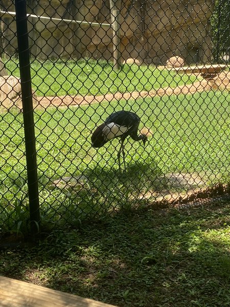 Friends of the Alexandria Zoo photo 5