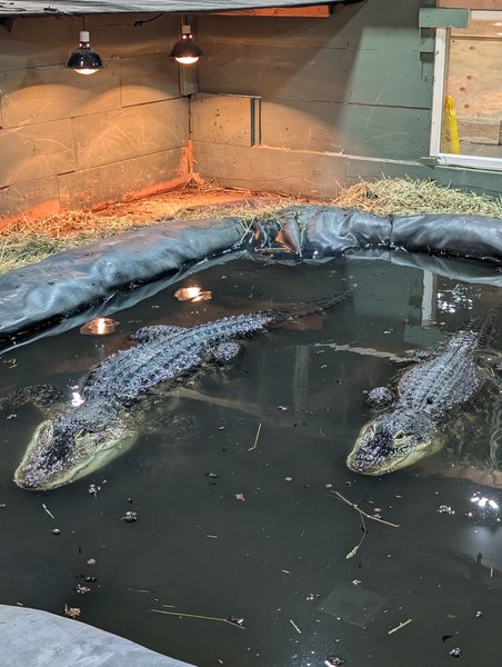 Idaho Reptile Zoo photo 2