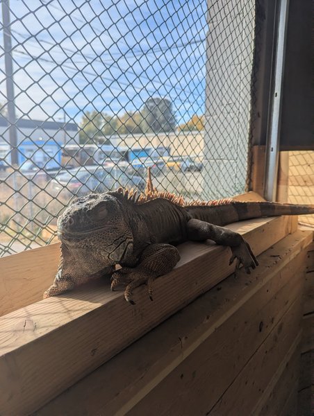 Idaho Reptile Zoo photo 3