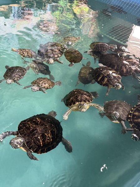 Idaho Reptile Zoo photo 5