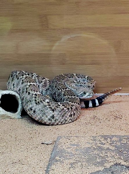 Idaho Reptile Zoo photo 6