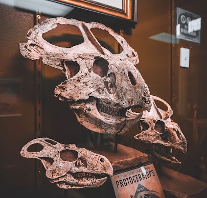 Mythos Museum of Oddities & Curiosities photo 2