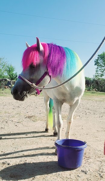Sweetie pies petting zoo photo 4