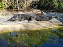 Croc Encounters