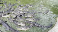Croc Encounters photo 2
