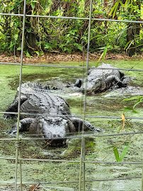 Croc Encounters photo 3