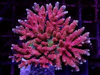 R & R Custom Corals photo 2