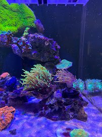R & R Custom Corals photo 3