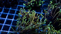 R & R Custom Corals photo 4