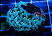 R & R Custom Corals photo 5