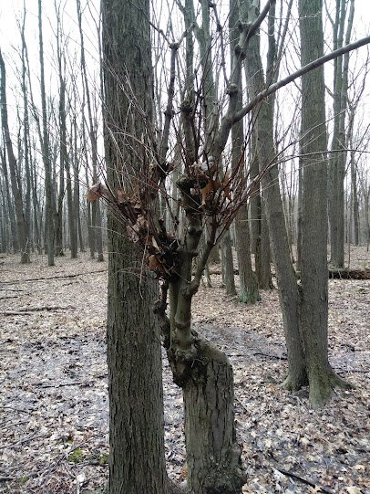 French Creek Nature Center and Theatre photo 4