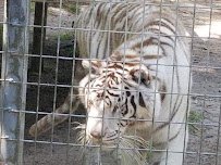 Tregembo Animal Park