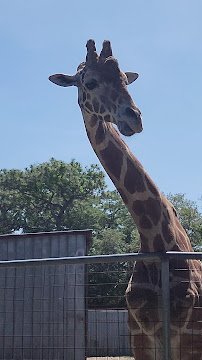 Tregembo Animal Park photo 2