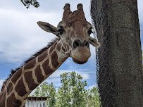 Tregembo Animal Park photo 4