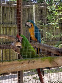 Tregembo Animal Park photo 6