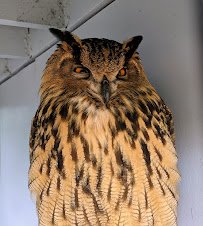 Sunriver Nature Center & Observatory photo 4