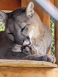 Wildlife West Nature Park photo 6