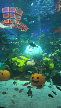 The Aquarium at Silverton Casino photo 2