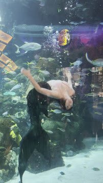 The Aquarium at Silverton Casino photo 3