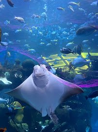 The Aquarium at Silverton Casino photo 5