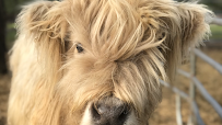 Incacheetoo Plantation and Petting Zoo LLC