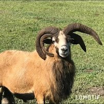Incacheetoo Plantation and Petting Zoo LLC photo 2