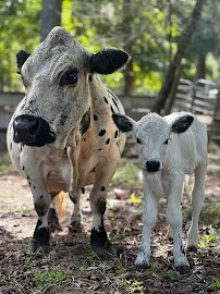 Incacheetoo Plantation and Petting Zoo LLC photo 4