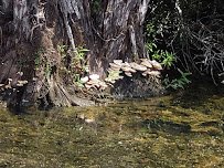 Newport News Park Discovery Center photo 5