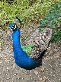 Olympic Game Farm Inc. photo 3