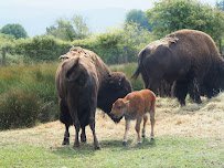Olympic Game Farm Inc. photo 6