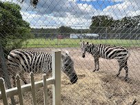 Boyett's Grove & Citrus Attraction photo 3