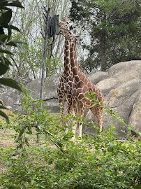 Zoofari photo 3
