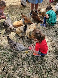 Feathered Farm photo 3