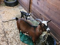 Feathered Farm photo 4