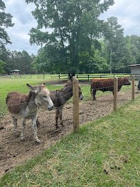 Feathered Farm photo 6